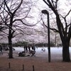   寒空と桜