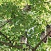 闘けい神社にアオバズクの親子（和歌山県）