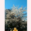 北海道と都内の桜の違い