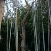 崖上のエノキ大木の木登り伐採4日目