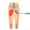 【専門的だけどわかりやすい】“股関節の奥が重い”と感じたら、それは「恥骨筋」のトリガーポイントかも？