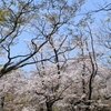 鶴見済さん主催、「不適応者の居場所」の花見企画に参加してきました