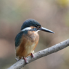 100種類の鳥よりも1種類を100回