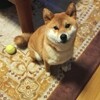 お散歩行くの？行かないの？