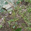 キュウリも植える