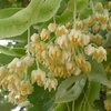 道明寺天満宮と菩提樹の花咲く道明寺