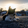 天草諸島のねこさん