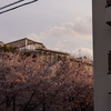 D850やZV-E10で撮った桜の写真