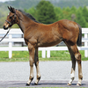 JRA競走に勝ったセール出身馬紹介(2026/4/25-26､ゴーイントゥスカイとアドマイヤズームが重賞制覇)