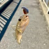 秋晴れの下、ハゼ釣り。ジグヘッド＋アオイソメがなかなか良かったです！