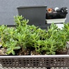 クレマチスの挿し木苗の鉢上げと徒長した春萌のカット芽挿しと葉挿し