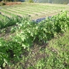 工房農園の野菜収穫