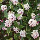 沈丁花（じんちょうげ）大好き blog