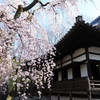 世界文化遺産「醍醐寺」枝垂れ桜　2019