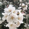 桜〈230317〉Cherry blossoms