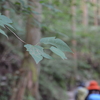 小暑の加持の森遊山　沢の道