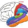 頭頂の脳回の読み方　MRI・CT