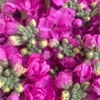 花の仲間が増えますように！