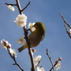 🌷🌼春ですね🌼🌷