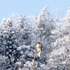  日本　雪の日のノスリ