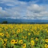 明野村から北八ヶ岳