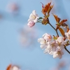 【今日の一枚】やっと咲いた念願の桜