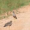 トサカゲリ(African Wattled Lapwing)
