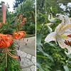 ユリを詠んだ短歌２　さ百合花後（ゆり）も会はむと思へこそ今のまさかもうるはしみすれ　大伴家持　　うつつなり眠り薬の利（き）きごころ百合の薫りにつつまれにけり　長塚節　　裏山の青萱（あいがや）ぬけいで咲く百合の涼風のむた大きくゆらげり　木下利玄　　散歩道（プロムナド）の果に百合咲く喫茶店（カフェ）ありて二人して聴く牧神の午後　植木昭夫　　ちご百合の花も愛でしや西行の捨て身のこころ分りはじめつ　川口美根子　　