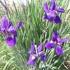 種蒔きから育てたトマトに花芽
