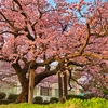 蓬莱桜
