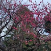 梅は咲いたか、桜はまだかいな♪