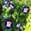トレニアの花