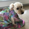 今日も思い出し笑い