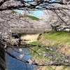 4月　桜満開　それぞれの春