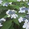 大和民俗公園の紫陽花