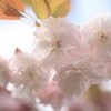 ことし最後（？）の桜