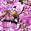 続編・津桜🌸とメジロ🐤