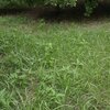 ９．１４（木・晴れ）プーチン、尻尾を振ってポチになる。