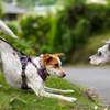 犬の挨拶を学ぶ。正しい犬との接し方。