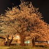 夜桜撮影＠ヴェルニー公園