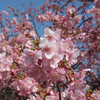 河津桜の咲くころ