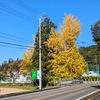 イチョウの紅葉