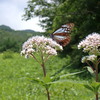 アサギマダラに会いに日光キスゲ平へ