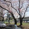 栄緑道_桜(埼玉県新座市)