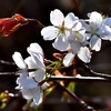 春分の日は初夏のような暖かさ...桜は？