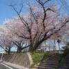 麦野公園の桜　2013.3.28朝