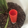 IKEAの自動水やり器、1日でただの植木鉢になりました。