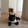 ねじれちょこ。