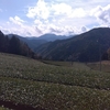 大雨後の茶畑そしてお茶の芽