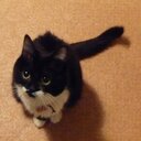 雑種の素晴らしき日々　　　～村の猫部の村民日記～